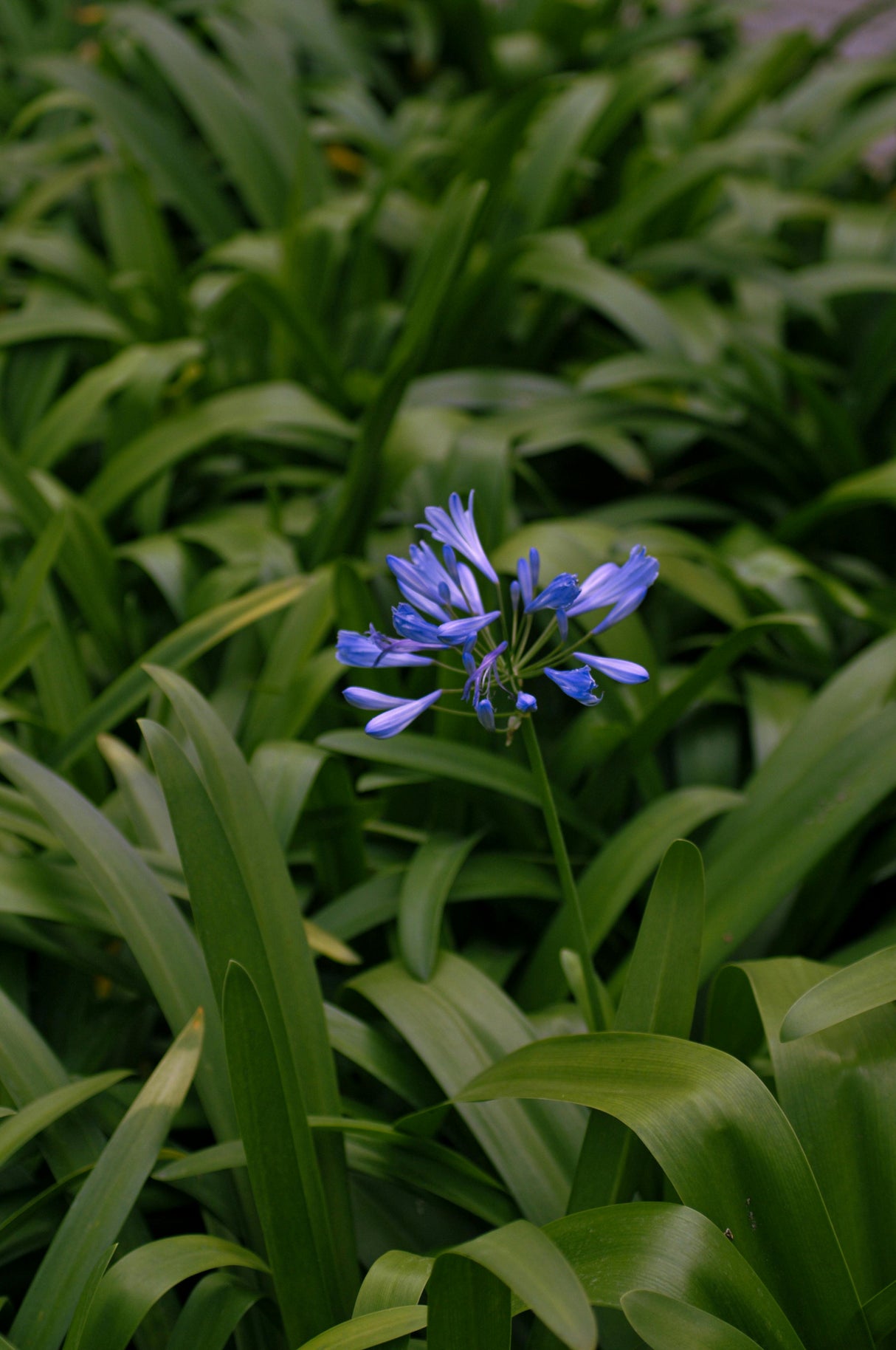 Agapanthus 'Blue Umbrella' Afrikaanse lelie