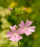 Malva moschata - Kaasjeskruid