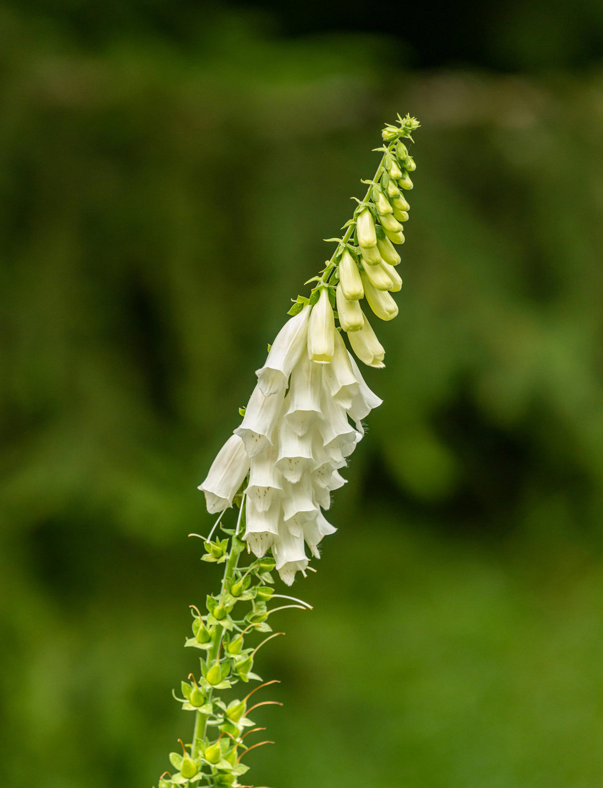 Digitalis purp. 'Alba' - Vingerhoedskruid