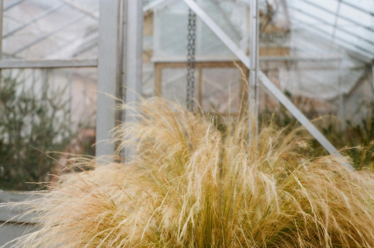 Stipa tenuissima 'Ponytails' - Verdergras