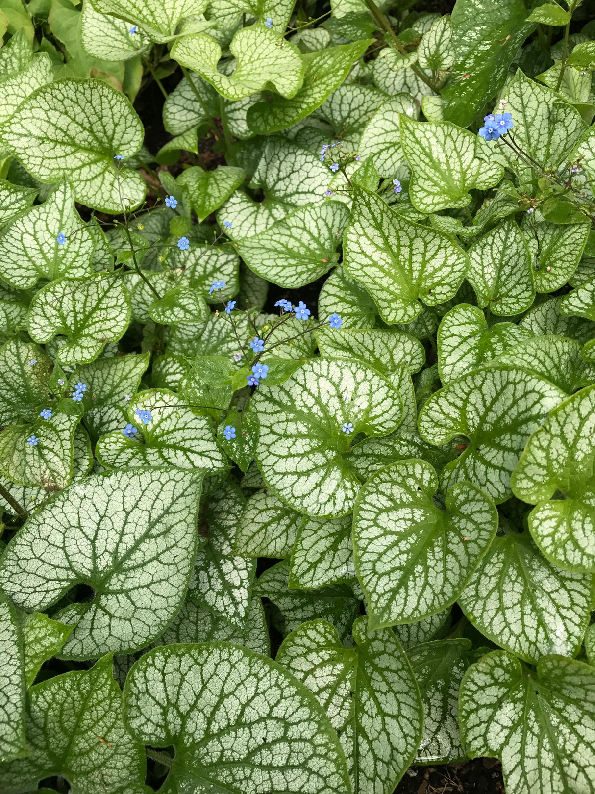 Brunnera macrophylla - Vergeet me nietje