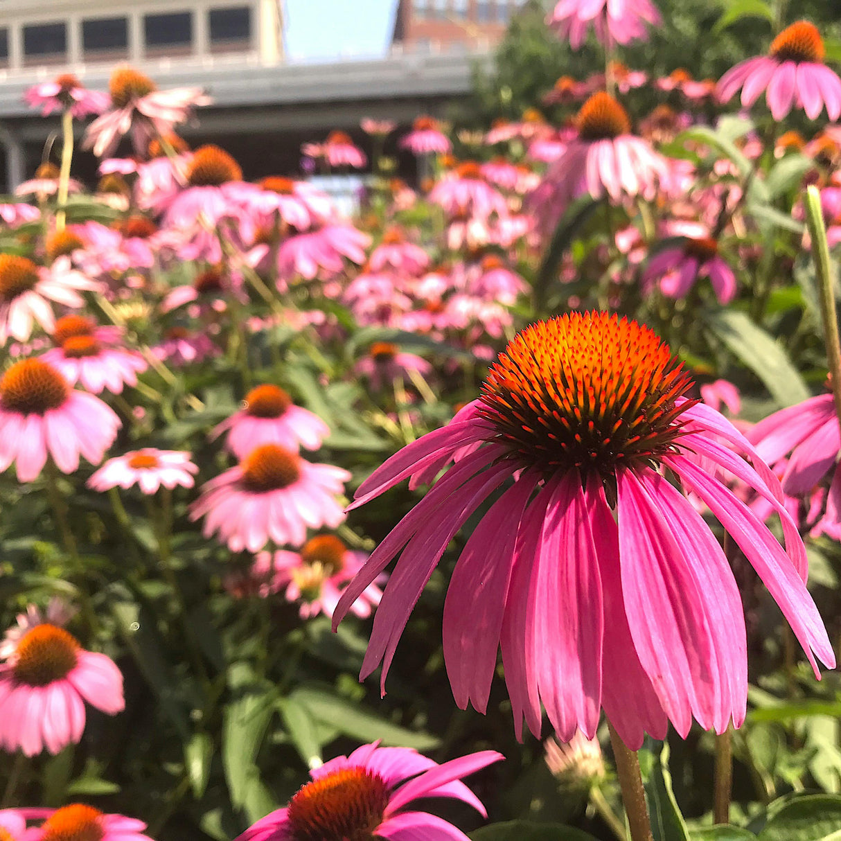 Echinacea purpurea - Zonnehoed