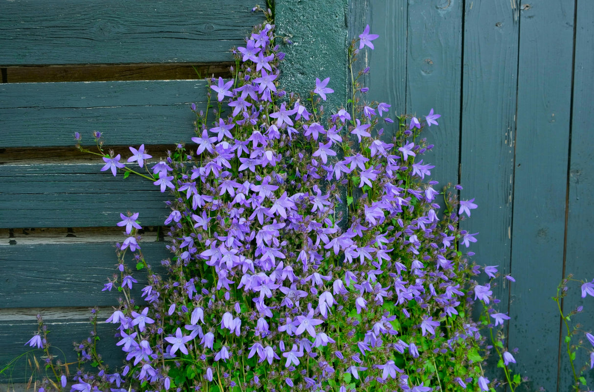 Campanula portenschlagiana - Klokjesbloem