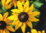 Rudbeckia f. 'Little Goldstar' - Zonehoed