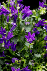 Campanula portenschlagiana - Klokjesbloem