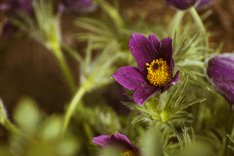 Pulsatilla vulgaris - Wildemanskruid
