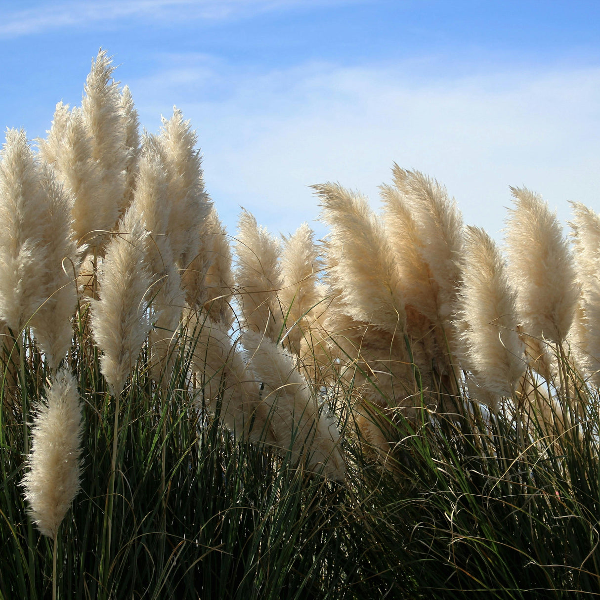 Cortaderia selloana 'Pumila' - Pampasgras