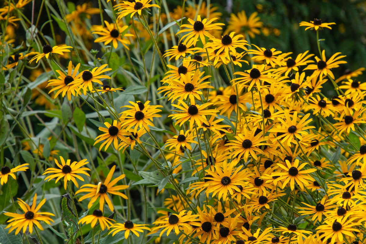 Rudbeckia fulgida 'Goldsturm'