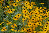 Rudbeckia fulgida 'Goldsturm'