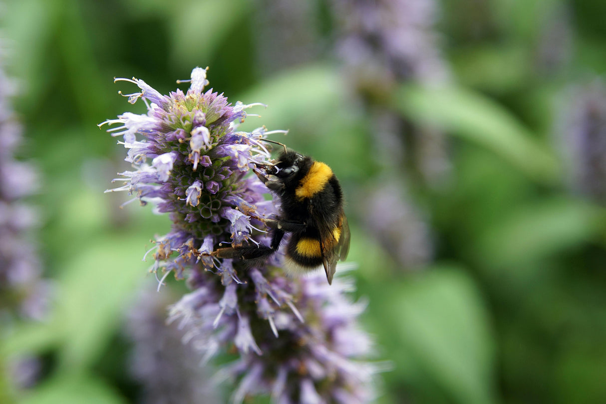 Agastache foeniculum 'Little Adder' - Dropplant