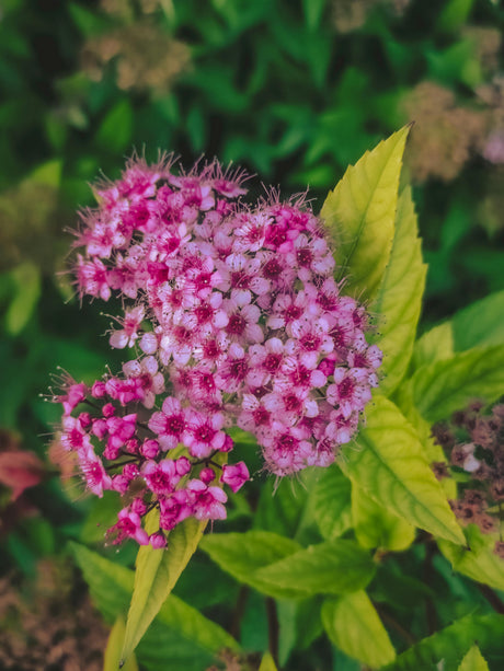 Spiraea japonica 'Anthony Waterer