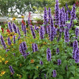 Agastache 'Black Adder' - Dropplant - toptuinplanten