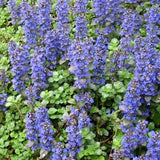 Ajuga reptans 'Atropurpurea' - kruipende ganzerik - toptuinplanten