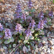 Ajuga reptans 'Atropurpurea' - kruipende ganzerik - toptuinplanten