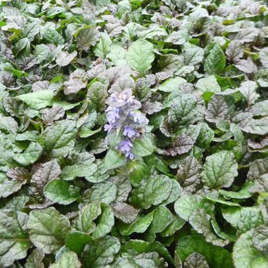 Ajuga reptans 'Braunherz' – Kruipend zenegroen - toptuinplanten