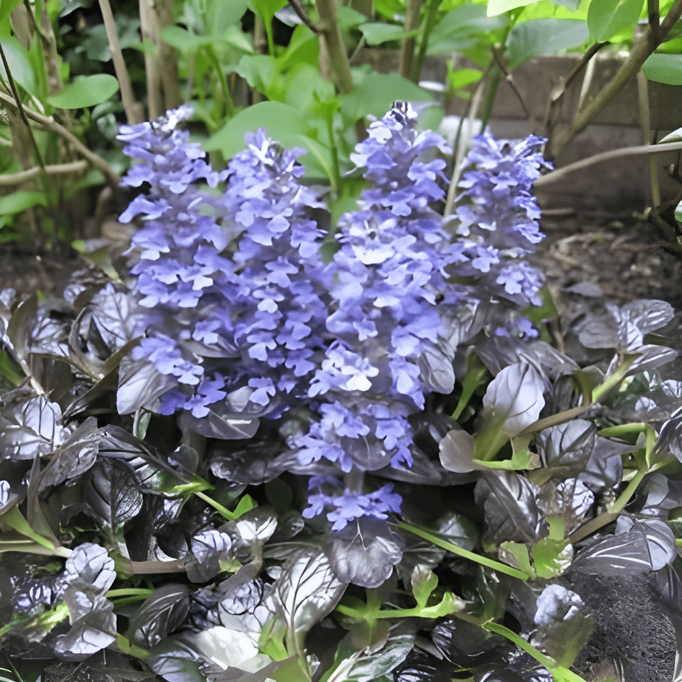 Ajuga reptans 'Braunherz' – Kruipend zenegroen - toptuinplanten