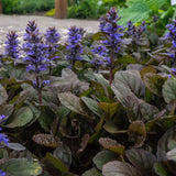 Ajuga reptans kruipende zenegroen - toptuinplanten