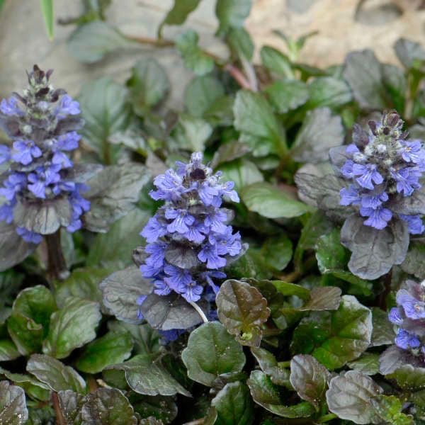 Ajuga reptans kruipende zenegroen - toptuinplanten