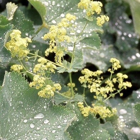 Alchemilla mollis vrouwenmantel - vrouwenmantel - toptuinplanten