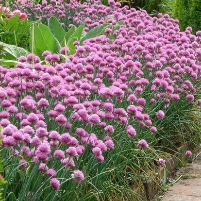 Allium schoenoprasum - Knoflookbies - toptuinplanten