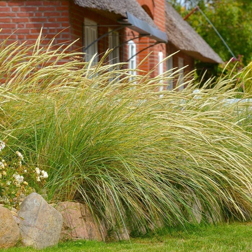 Ammophila arenaria - Helm gras - toptuinplanten