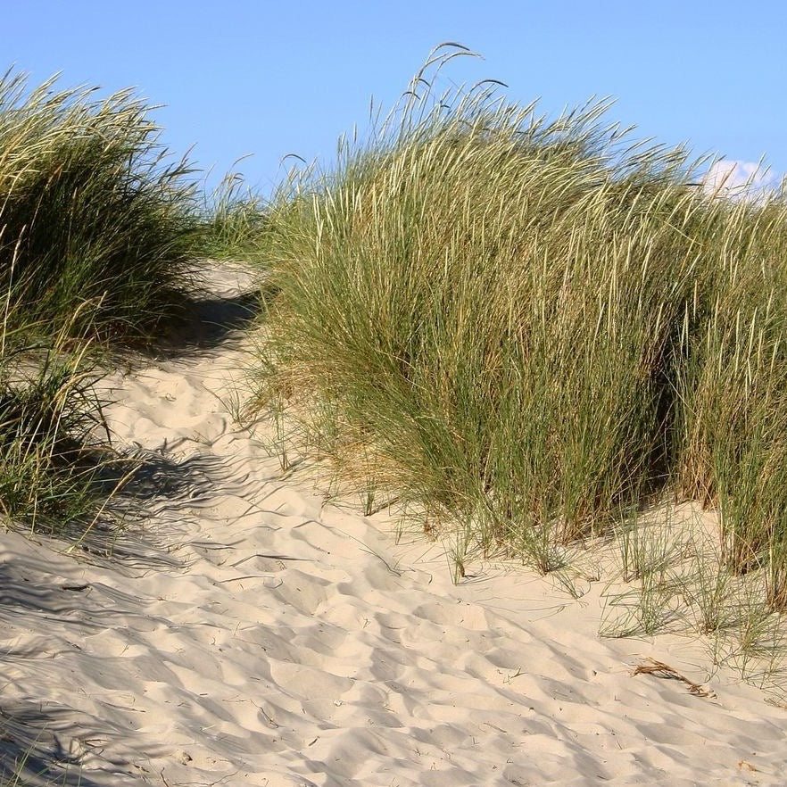 Ammophila arenaria - Helm gras - toptuinplanten