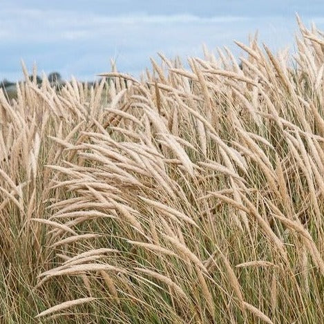 Ammophila arenaria - Helm gras - toptuinplanten