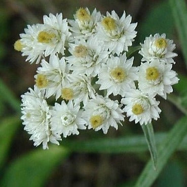 Anaphalis margaritacea - toptuinplanten