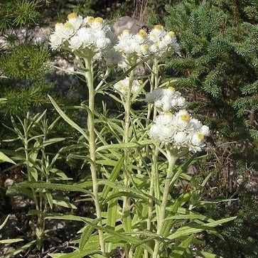 Anaphalis margaritacea - toptuinplanten