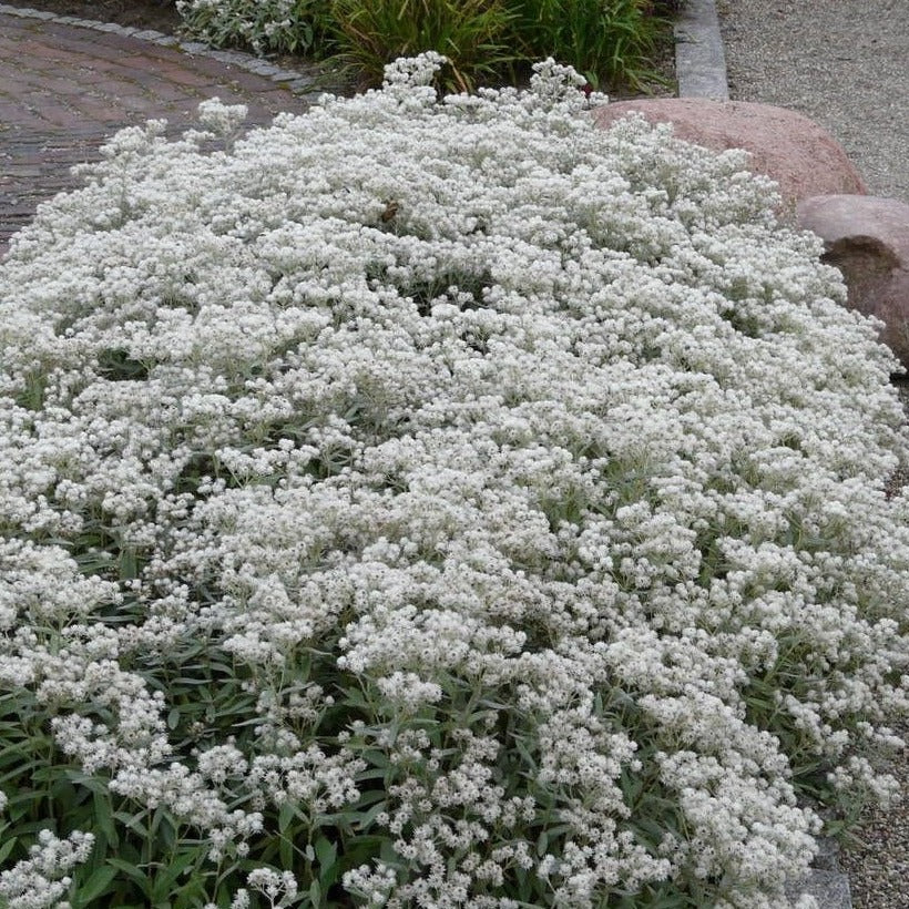 Anaphalis triplinervis - toptuinplanten