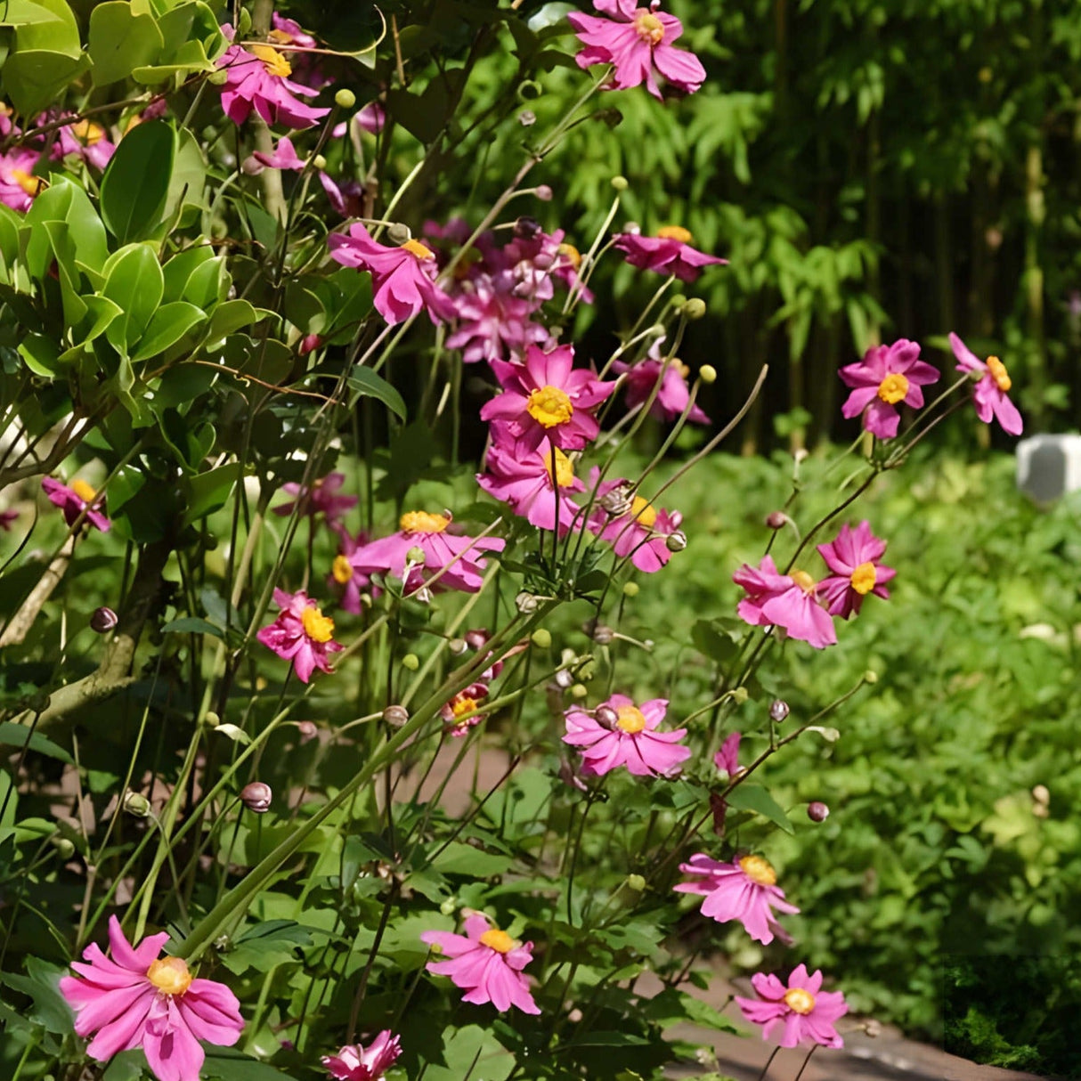 Anemone hup. 'Prinz Heinrich' - toptuinplanten