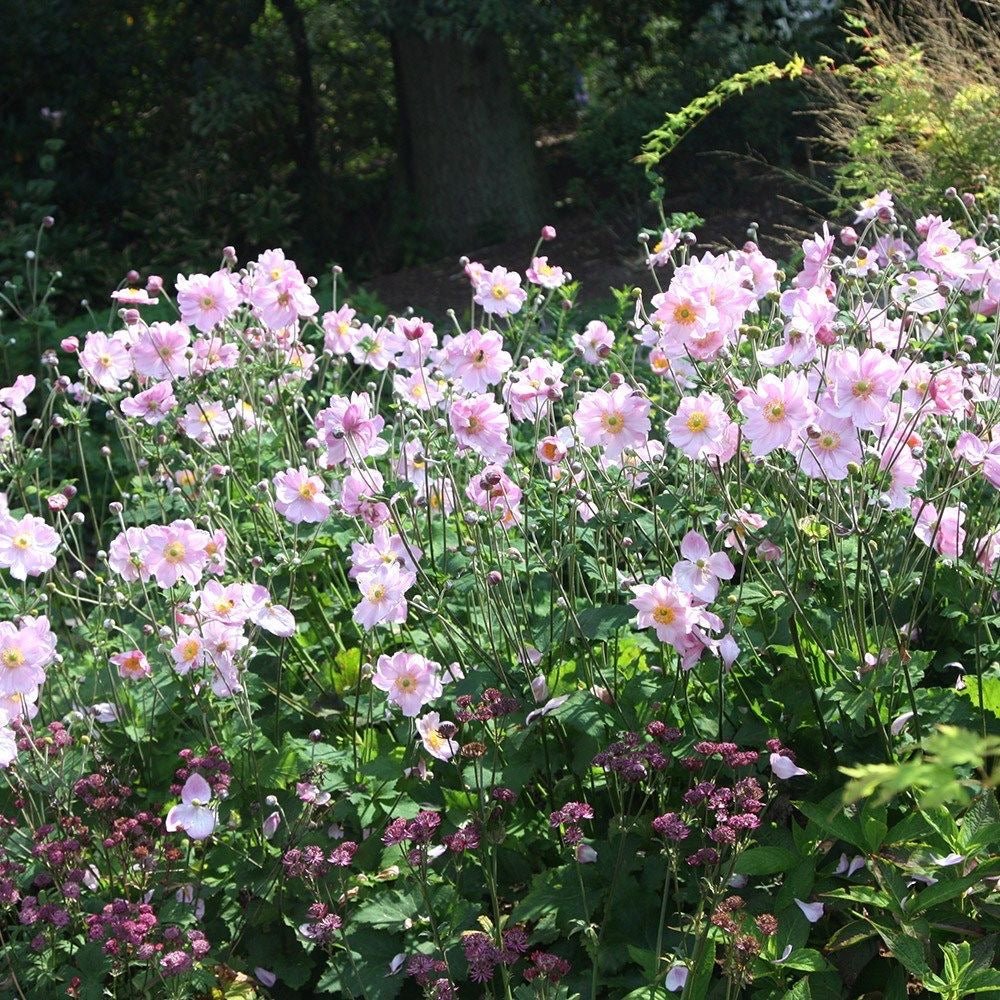 Anemone hyb. 'Königin Charlotte' - toptuinplanten