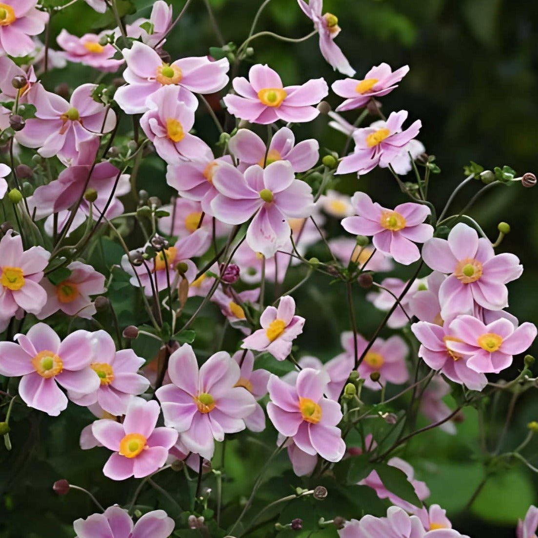 Anemone tom. 'Robustissima' - Herfstanemoon - toptuinplanten