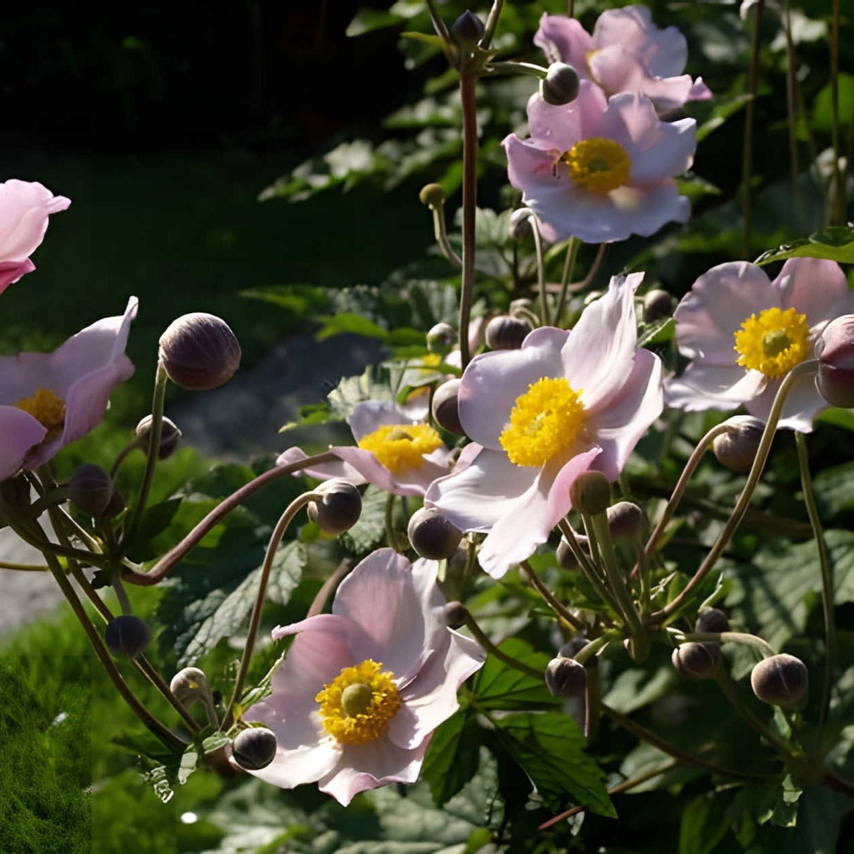 Anemone tom. 'Robustissima' - Herfstanemoon - toptuinplanten