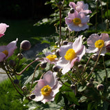 Anemone tom. 'Robustissima' - Herfstanemoon - toptuinplanten