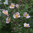 Anemone tom. 'Robustissima' - Herfstanemoon - toptuinplanten