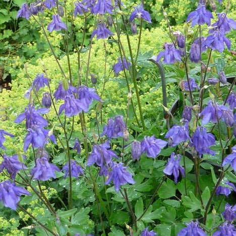 Aquilegia vulgaris - toptuinplanten