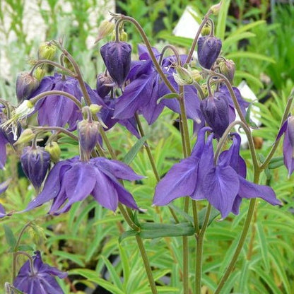 Aquilegia vulgaris - toptuinplanten