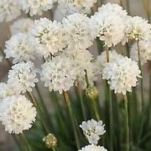 Armeria mar. 'Alba' - Engels Gras - toptuinplanten