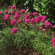 Armeria mar. 'Splendens' - toptuinplanten