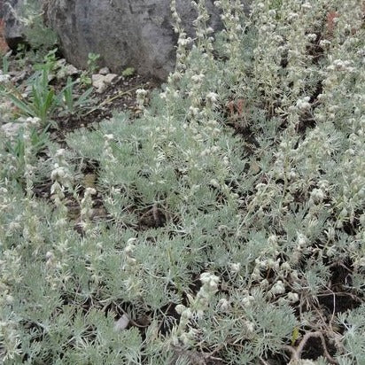 Artemisia splendens - Aslem - toptuinplanten