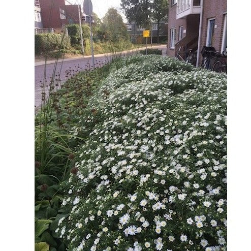 Aster ageratoides 'Ashvi' - toptuinplanten