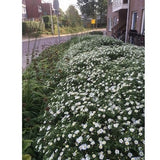 Aster ageratoides 'Ashvi' - toptuinplanten