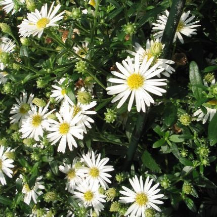 Aster ageratoides 'Ashvi' - toptuinplanten