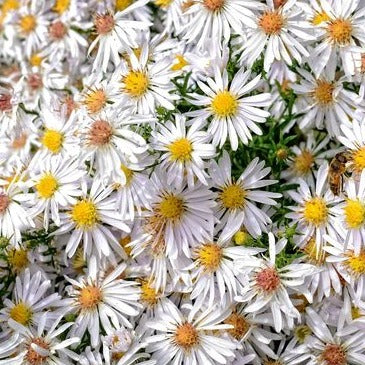 Aster ageratoides 'Ashvi' - toptuinplanten