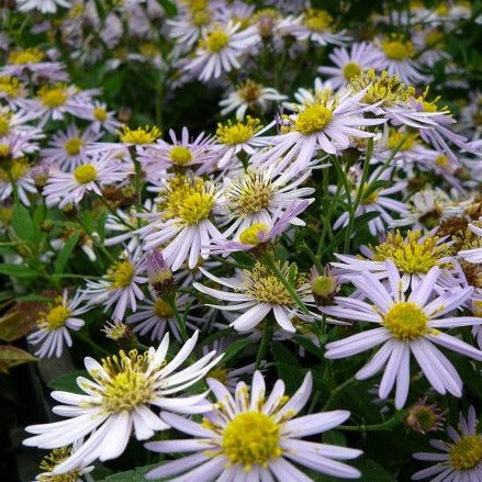 Aster ageratoides 'Asran' - Aster - toptuinplanten