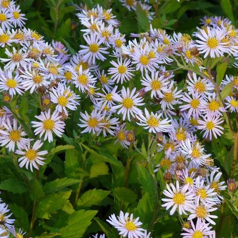 Aster ageratoides 'Asran' - Aster - toptuinplanten