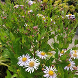 Aster ageratoides 'Asran' - Aster - toptuinplanten