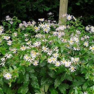 Aster ageratoides 'Stardust' - toptuinplanten