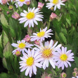 Aster ageratoides 'Stardust' - toptuinplanten